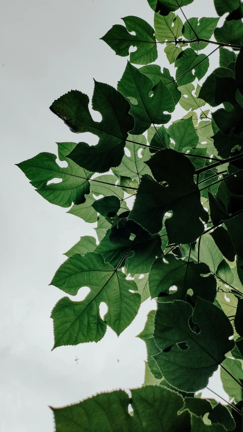 there is an image of sun shining through the leaves