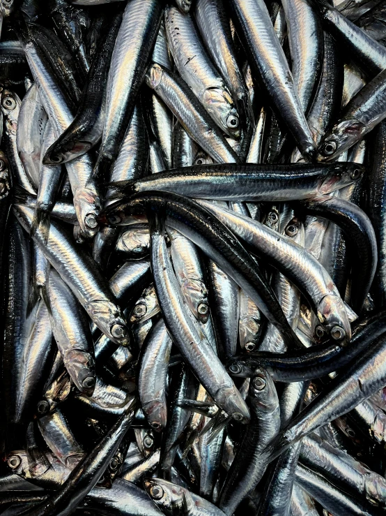 fish are shown in large piles together in a pile