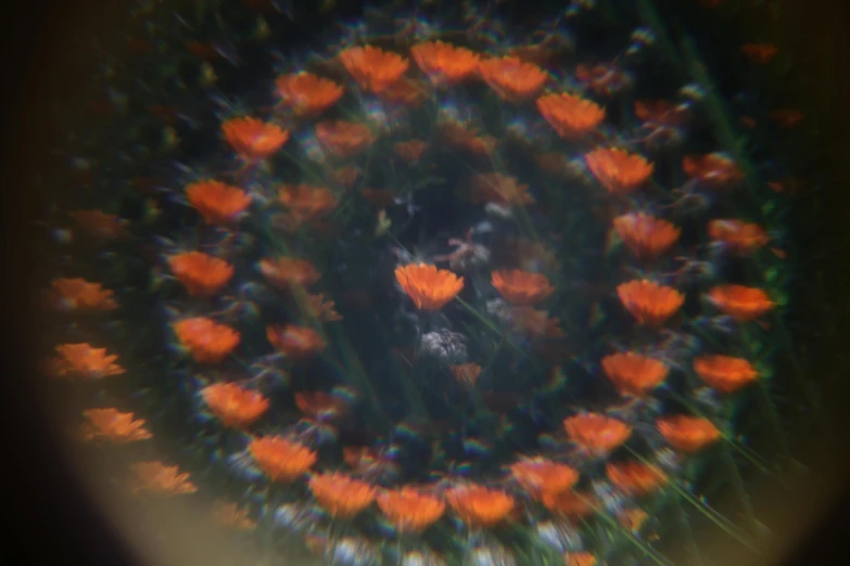 a flower po looking like it is surrounded by red flowers