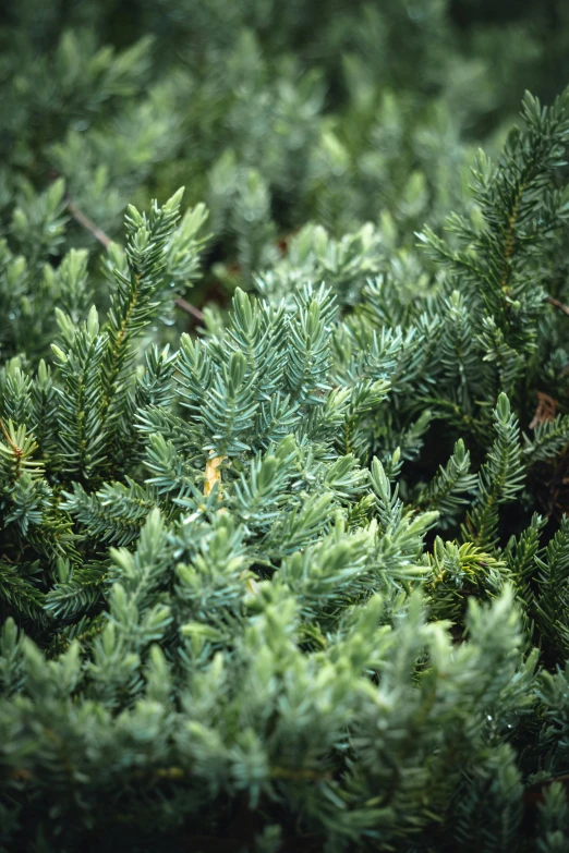 close up view of needles on a tree