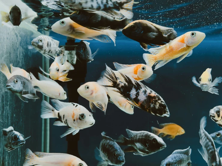 many fish swimming together in an aquarium