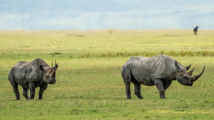 three black rhinos walking in the grass