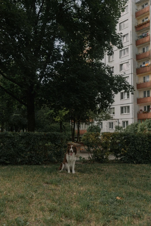 a dog standing in the grass near a building