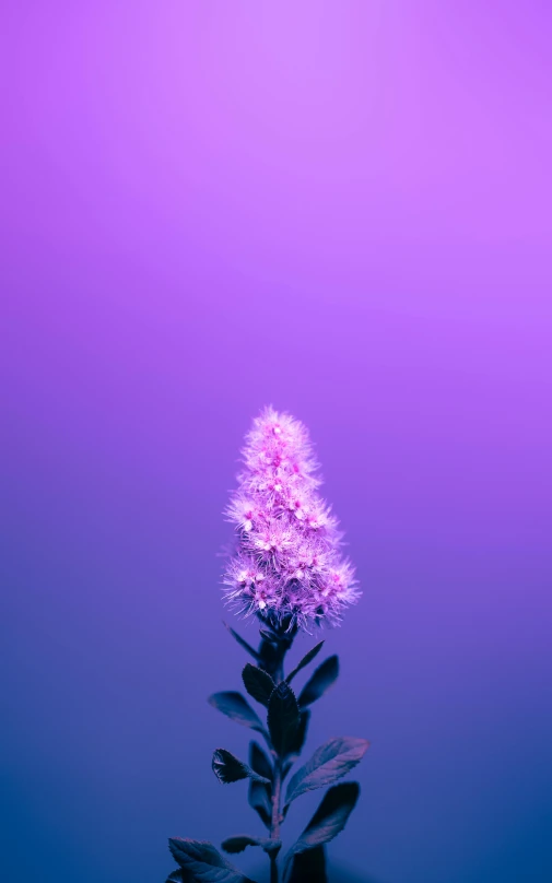 there is a purple flower with small leaves