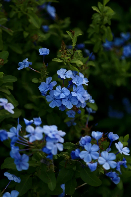 small blue flowers growing in a bush next to green leaves