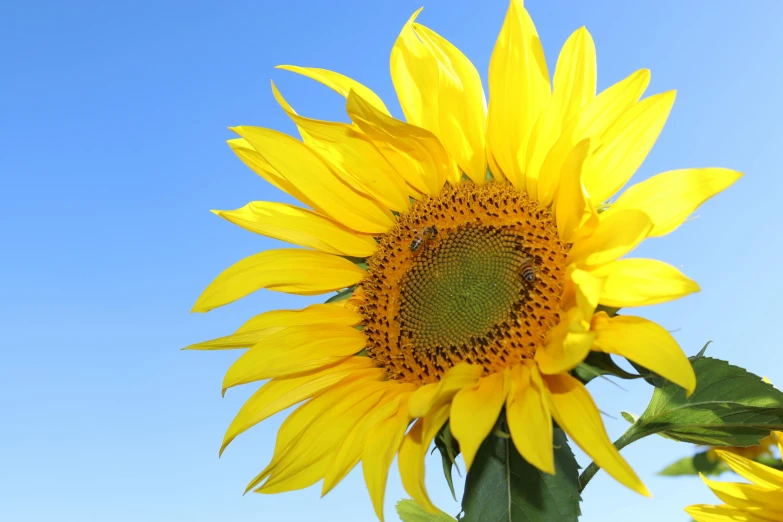 a large yellow sunflower in full bloom, on a bright sunny day