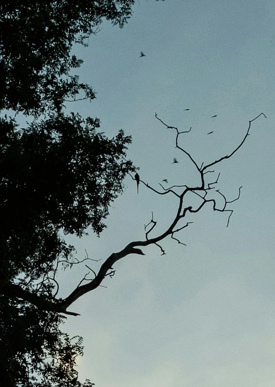 tree silhouettes against a pale blue sky with birds flying by