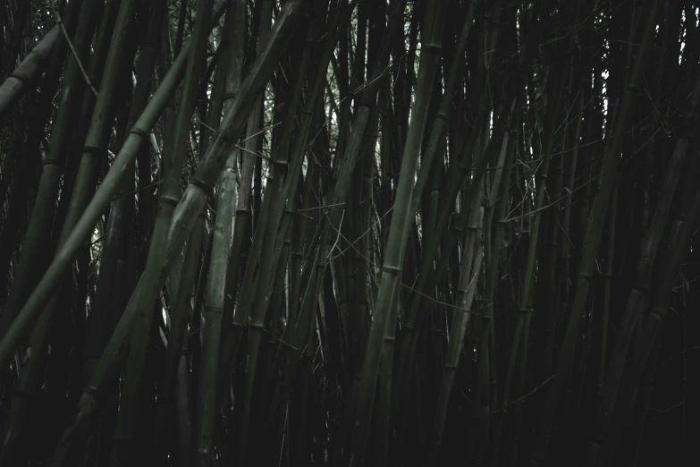 a black and white image of several tall bamboo plants