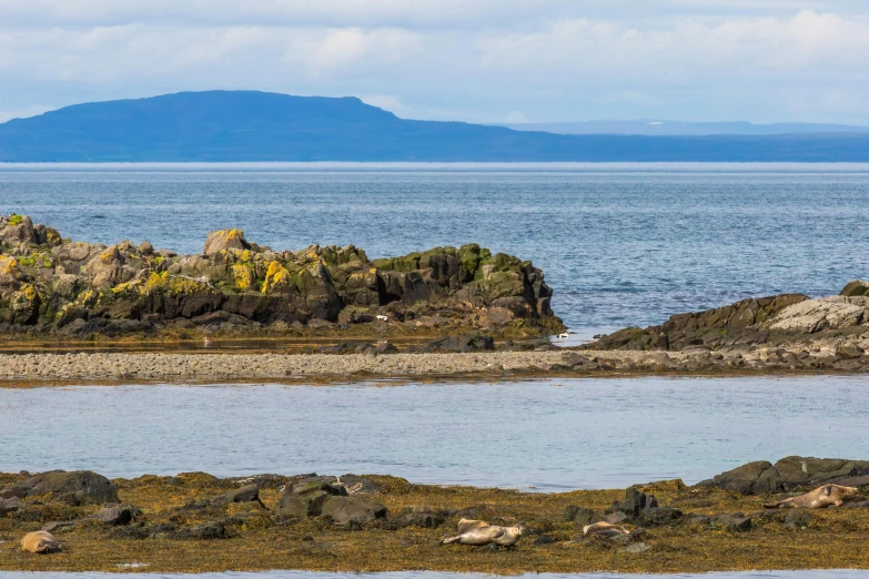 a lone bird standing on the rocks looking out to sea