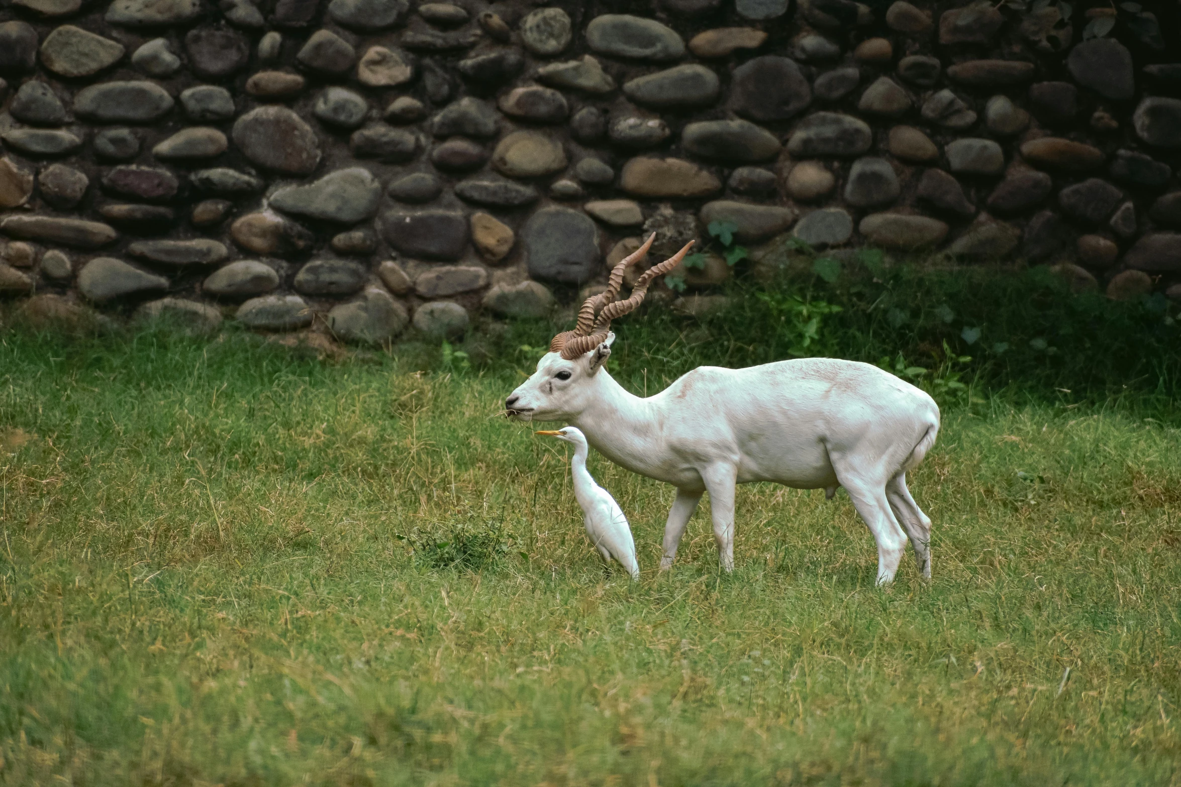 an adult sheep with a  is walking on grass