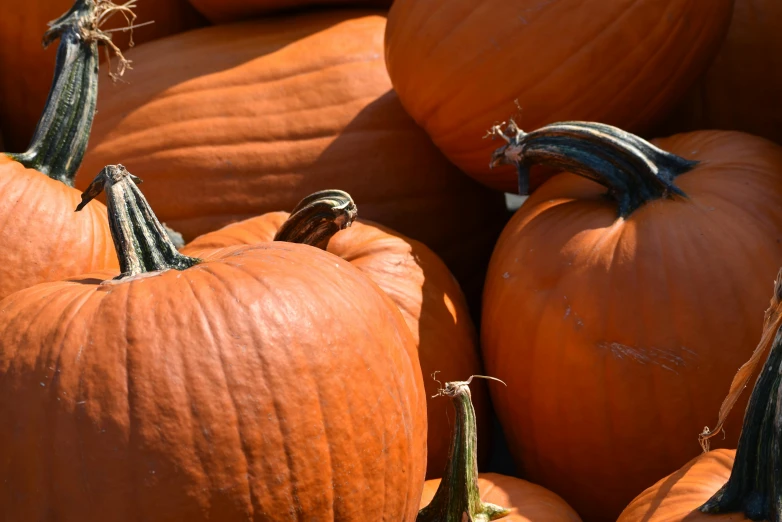 the large pumpkin is on display at the farmer's market