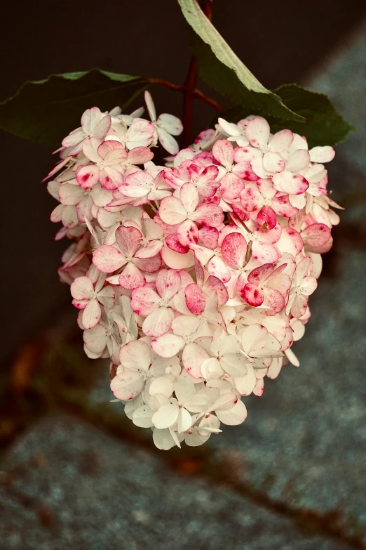 a small pink and white flower on a nch