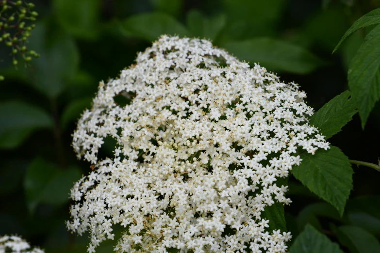 some white flowers in the grass and one on the ground