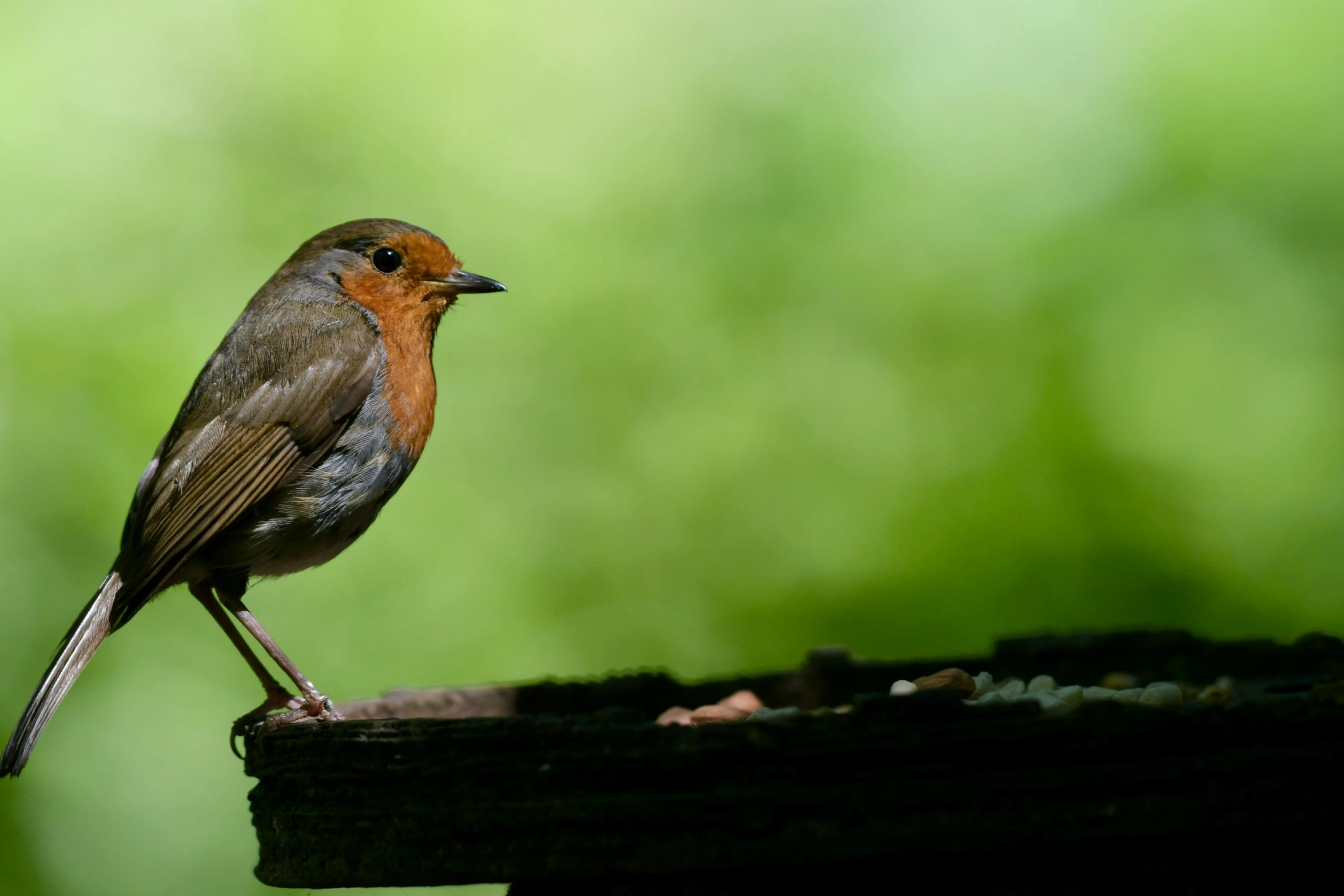 a brown and orange bird perched on top of a wooden pole