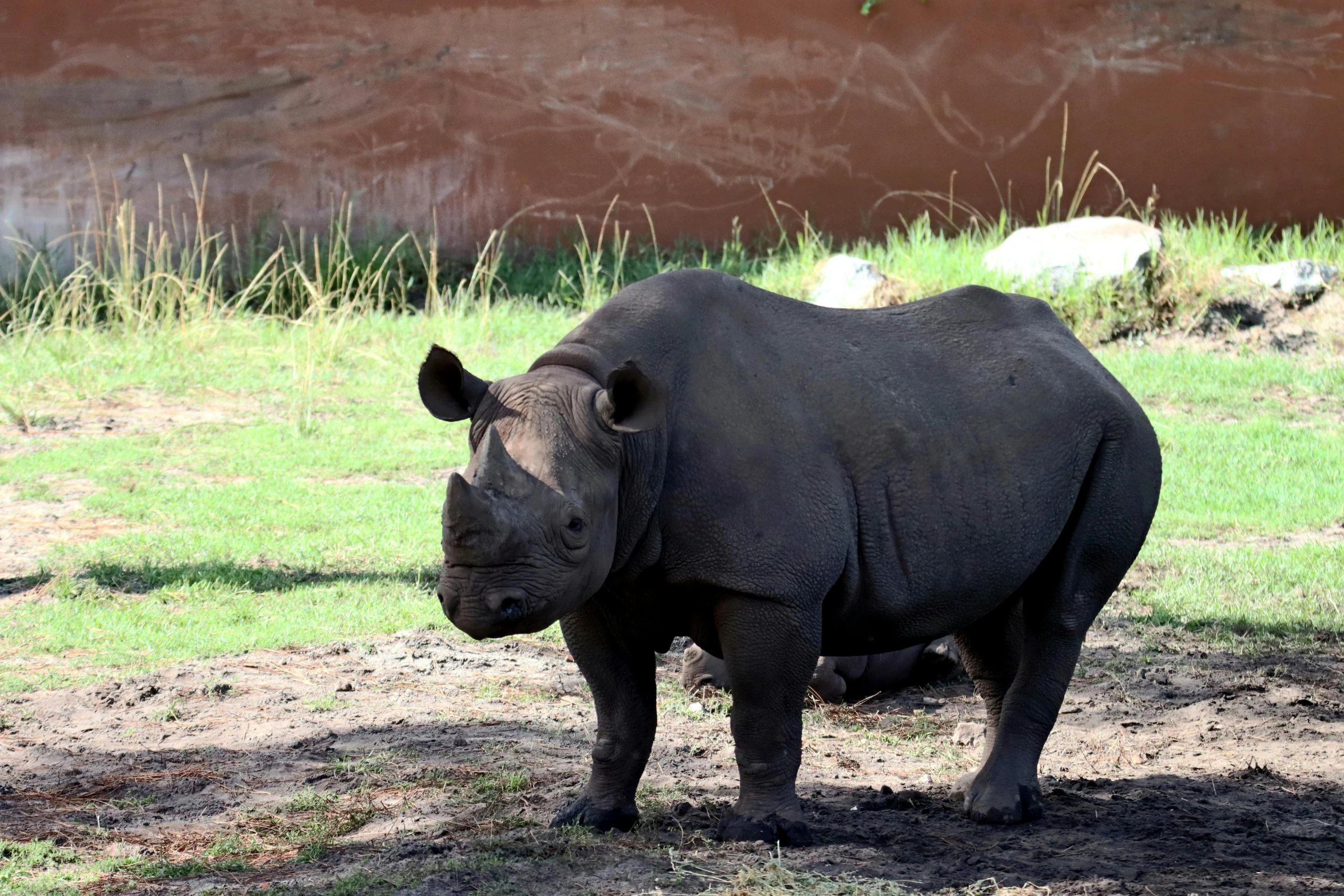 a rhino standing in the shade with his head turned