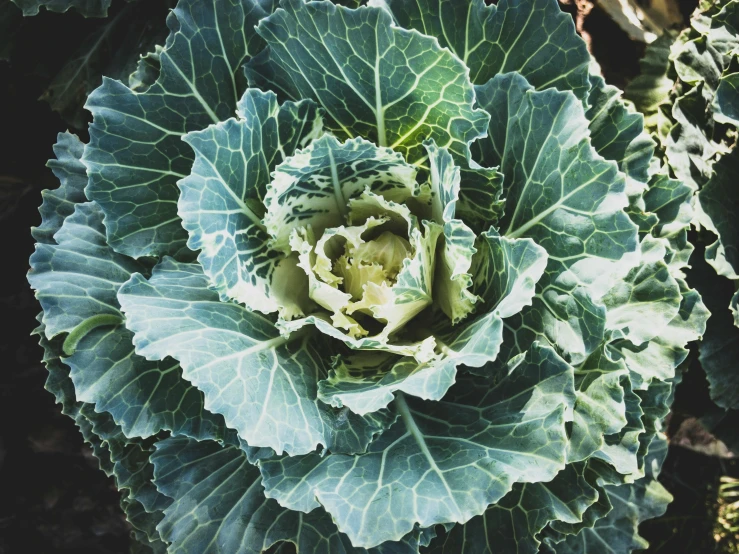 there is a cabbage with green leaves growing
