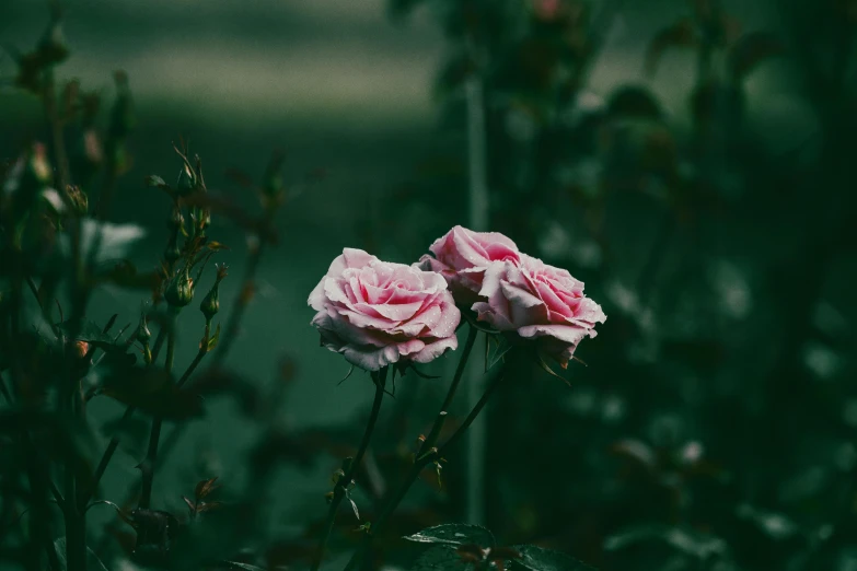 some pink roses that are sitting in the grass