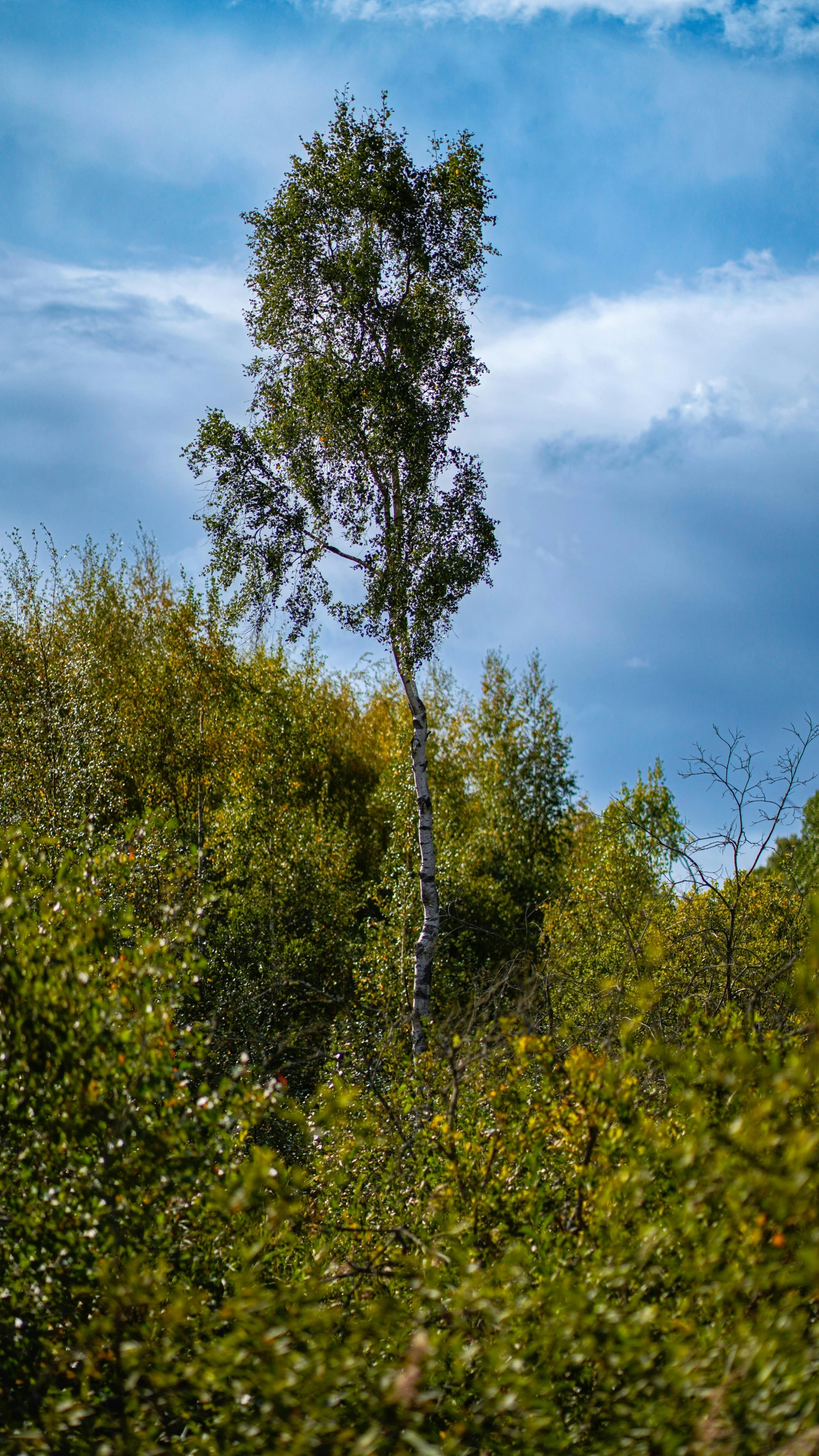 a lone tree sitting in the middle of some brush