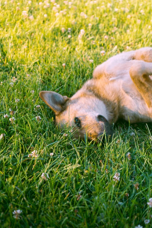 a dog is laying down in the grass