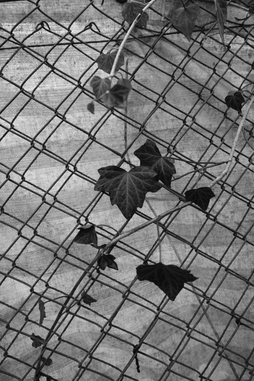 leaves are growing through the metal mesh