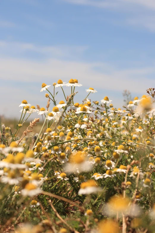 a field of wild flowers is shown against the sky