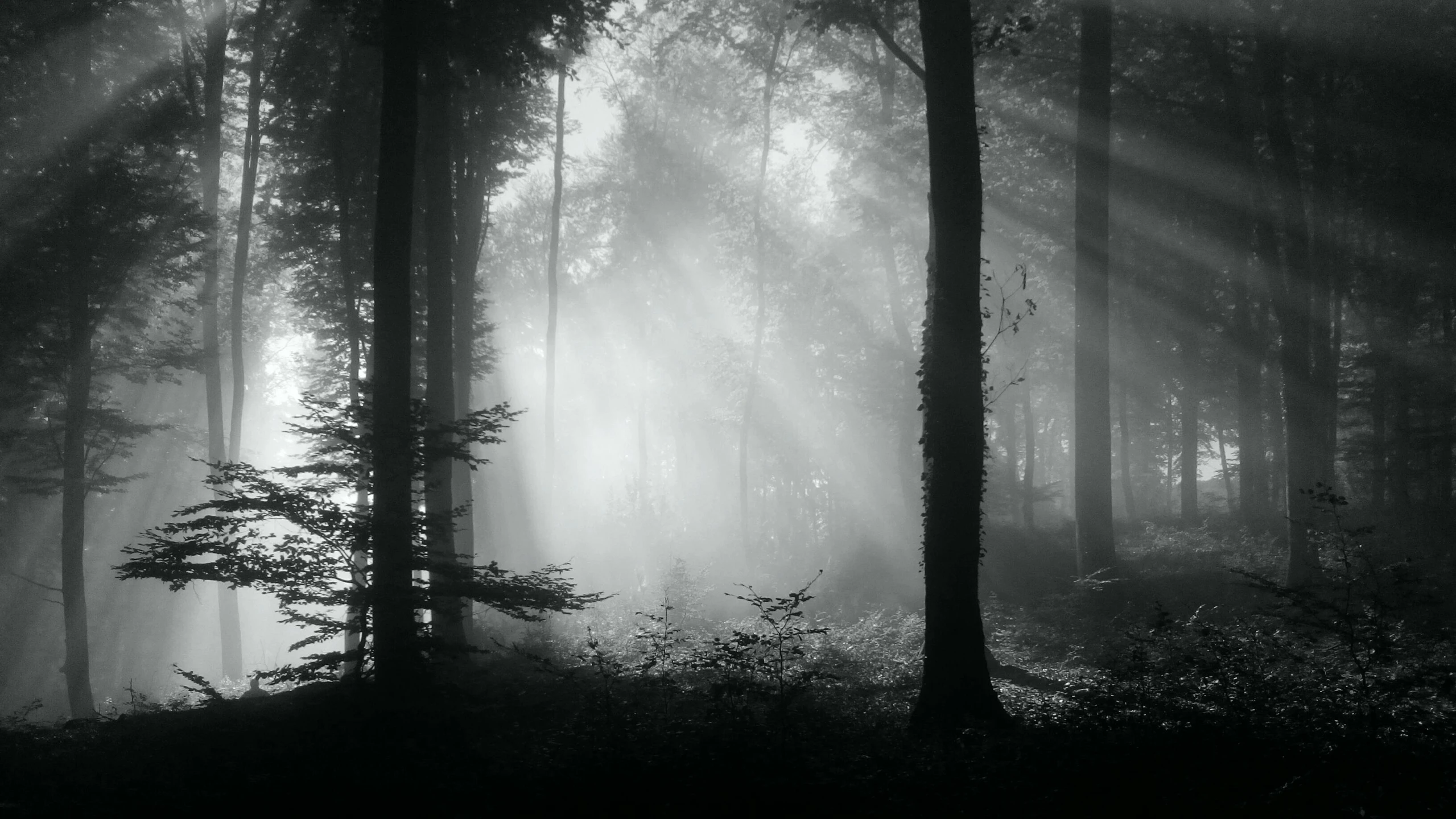 a dark forest with sun shining through the fog