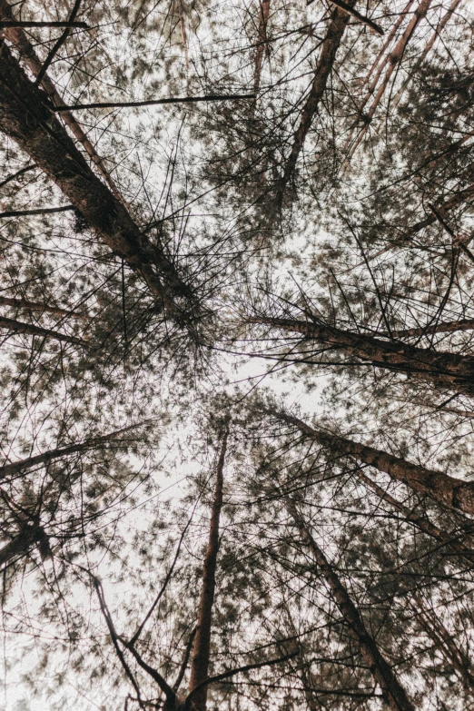 low angle s looking upward in the woods