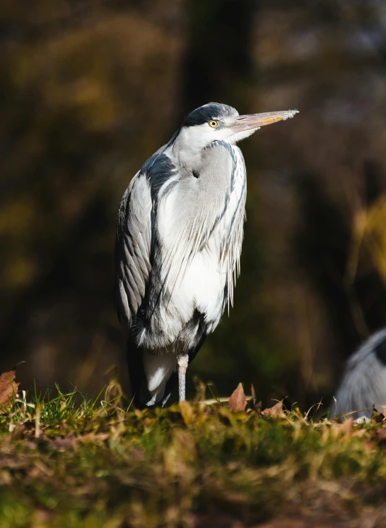 a white and gray bird stands in the sun