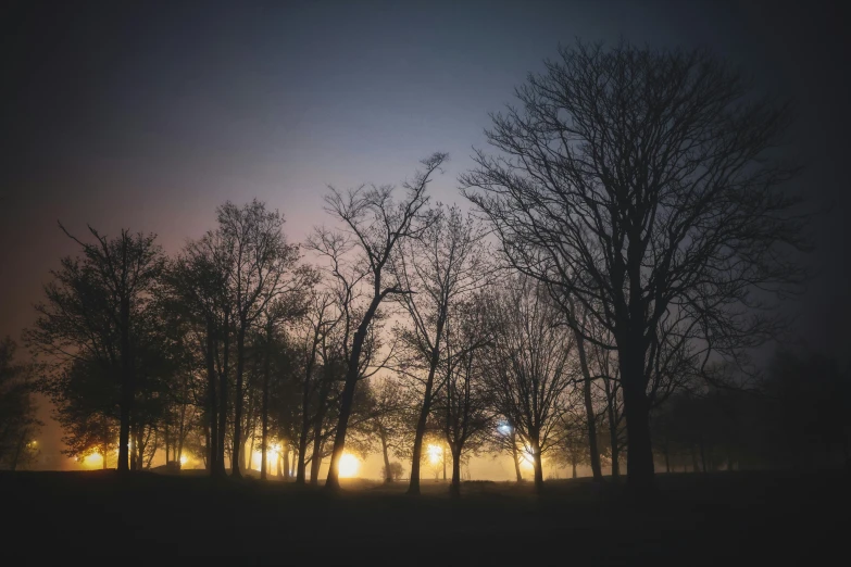 some trees are standing in the grass and the sun is coming up