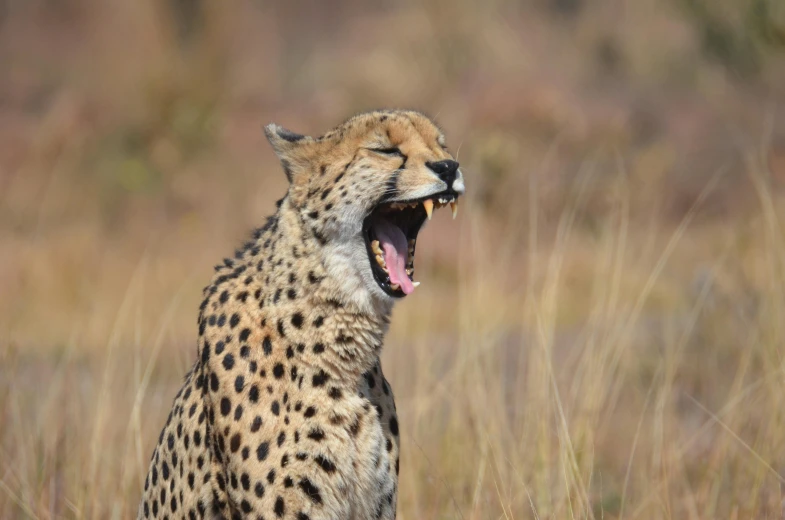 a cheetah standing on top of a dry grass field