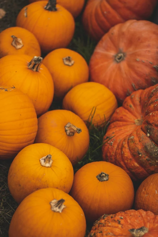 several different orange pumpkins on the ground