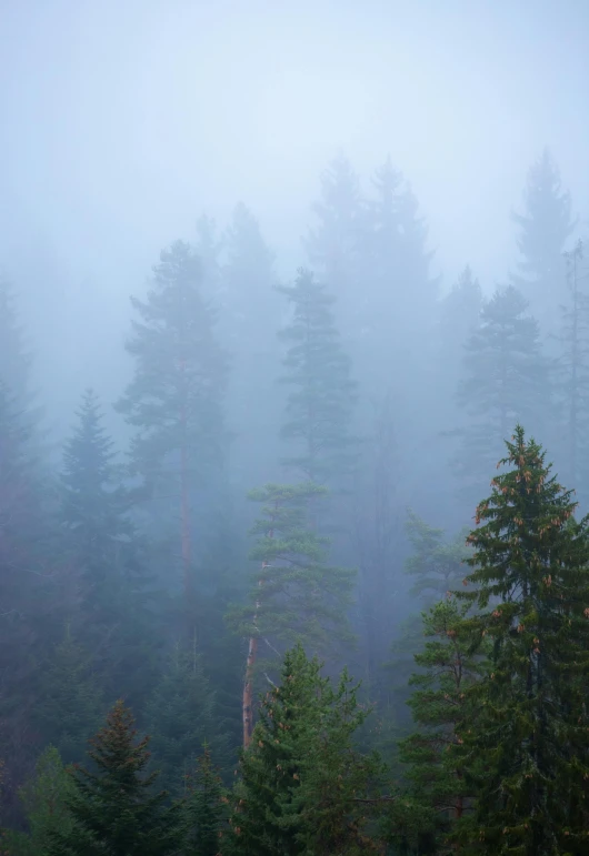 a po of trees in the fog and some sheep walking beside it