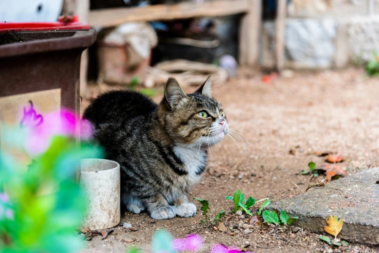 the small gray cat is sitting on a patch of dirt