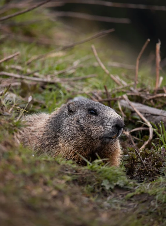 a marmot in the grass looking around