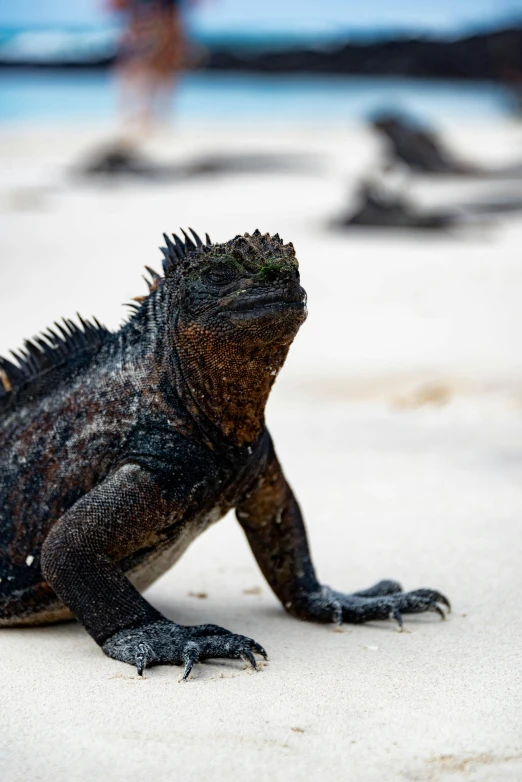 a lizard standing on the sand in the sun