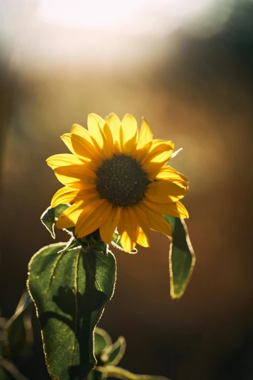 a sunflower with green leaves and a brown light behind it