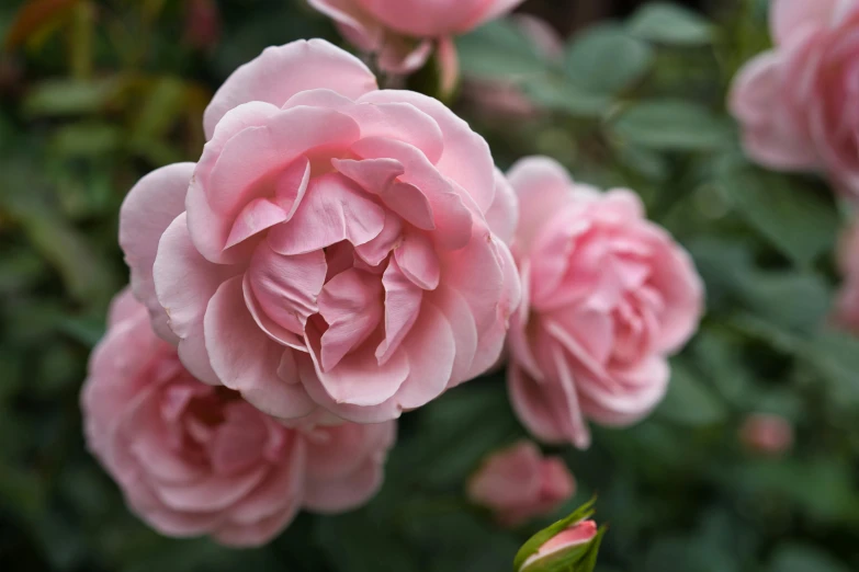 this is the very pink rose that is blooming