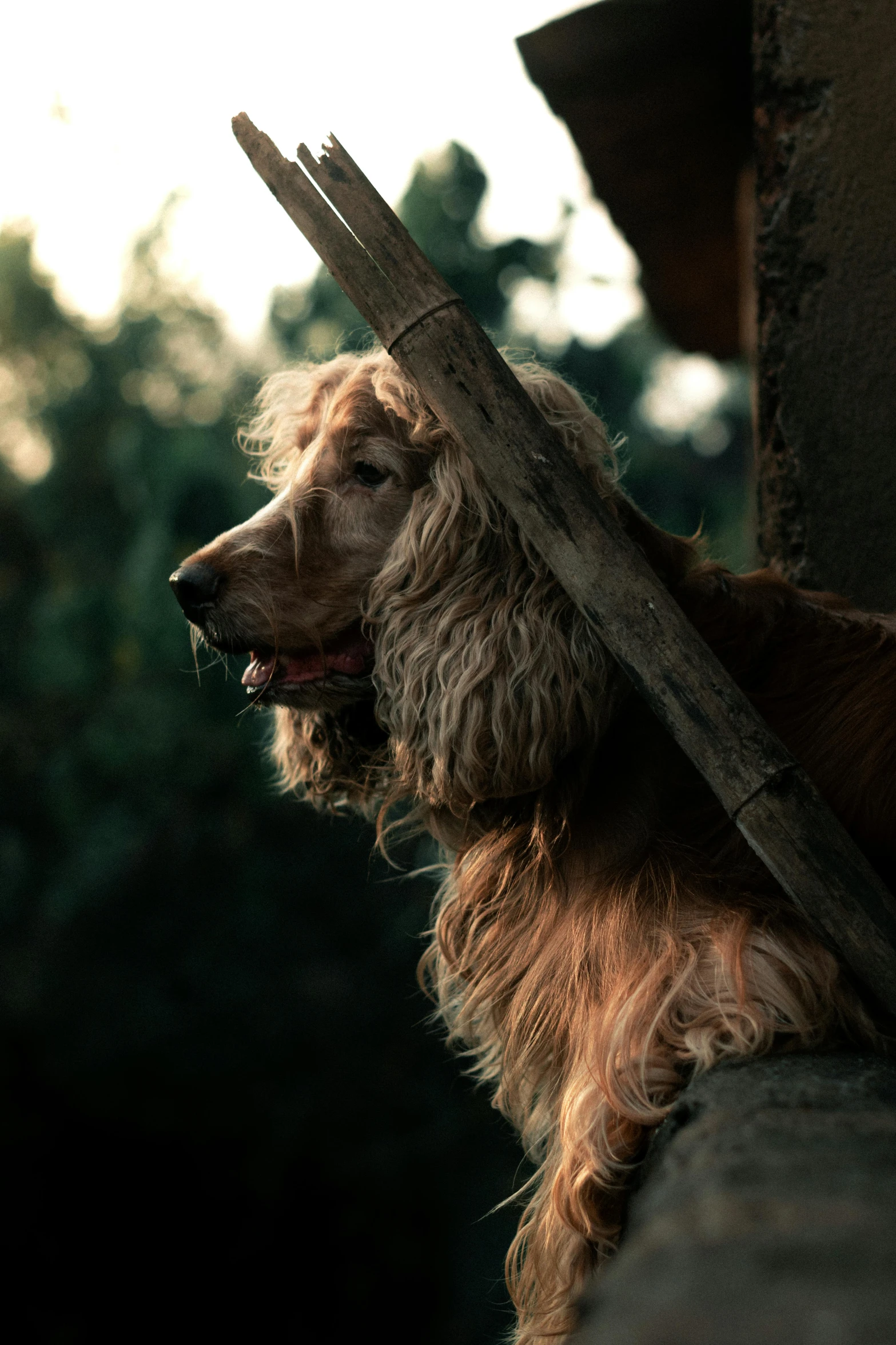 dog sitting down holding soing while wearing a stick