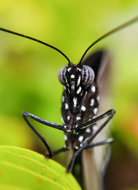 a bug with a body sitting on top of a leaf