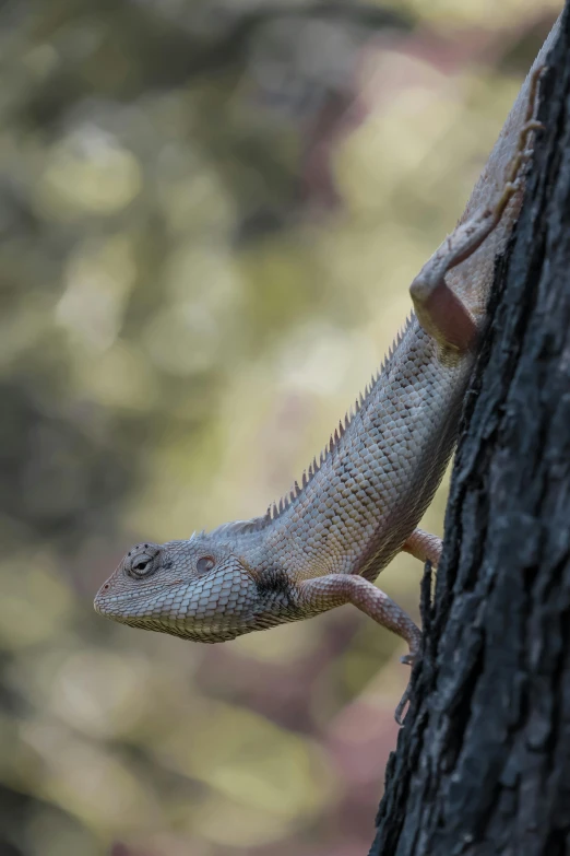 the lizard is climbing up the side of the tree