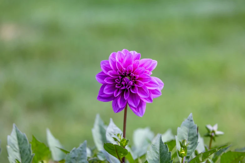 a purple flower sitting in the middle of green plants