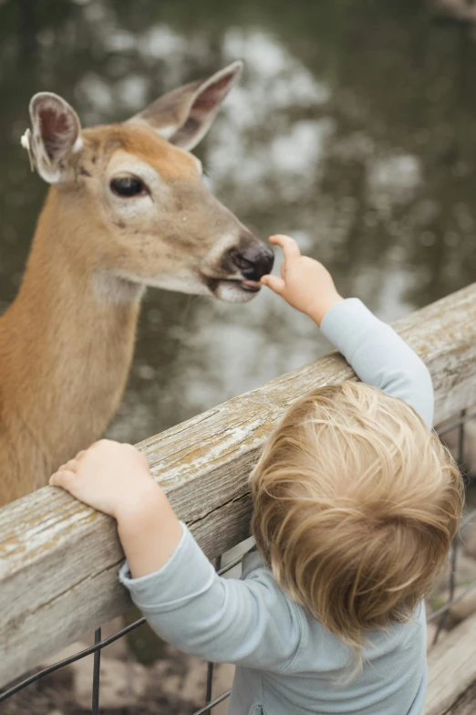 a little boy feeds a deer at the zoo