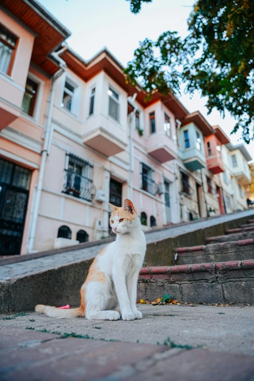 a cat sitting on the ground with other buildings in the background