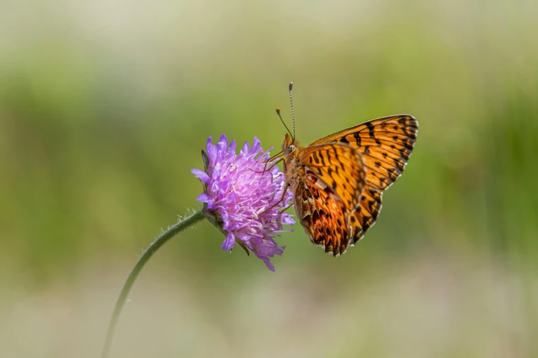 a erfly sits on a flower in front of a blurry background