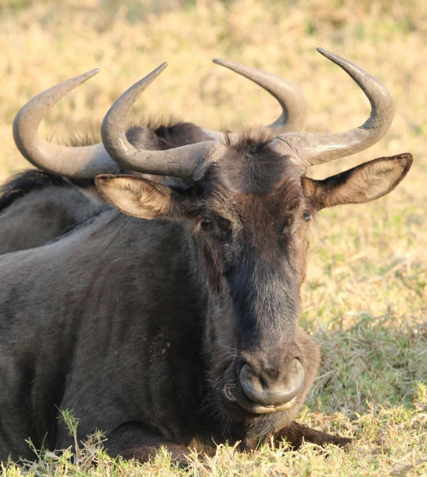 an image of a bull that is laying down