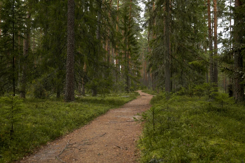 dirt path in the woods during the day