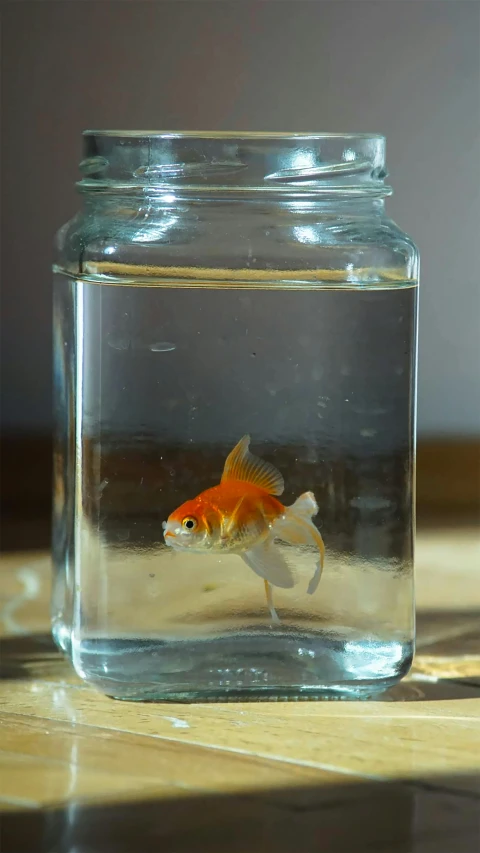 small orange fish sitting on top of an aquarium filled with water