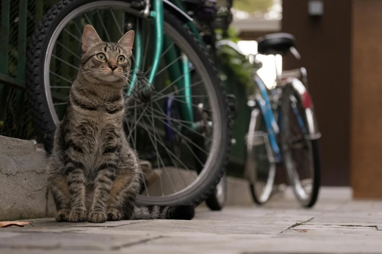 a cat sitting on the ground near a bike