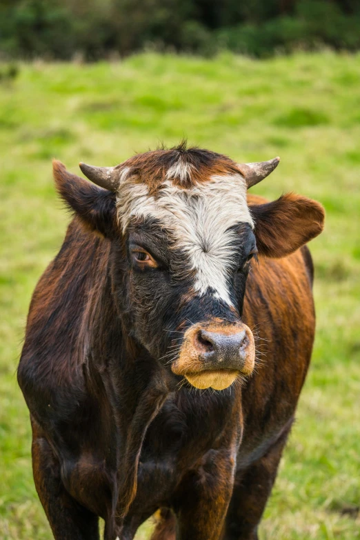 a close up of a cow in the grass