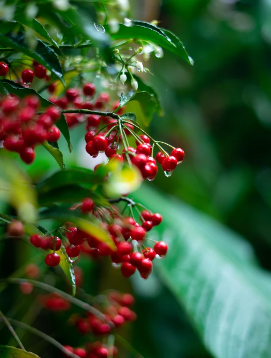 berries on the stem of a tree in an enclosure